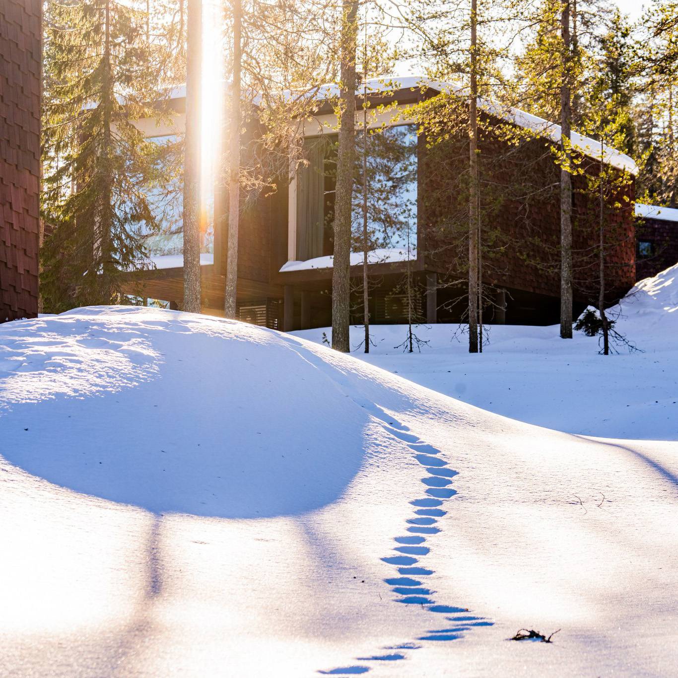 羅瓦涅米北極圈冬日陽光下的雪林