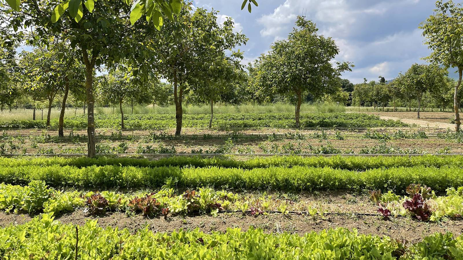 Borgo Santo Pietro 有機農場菜園