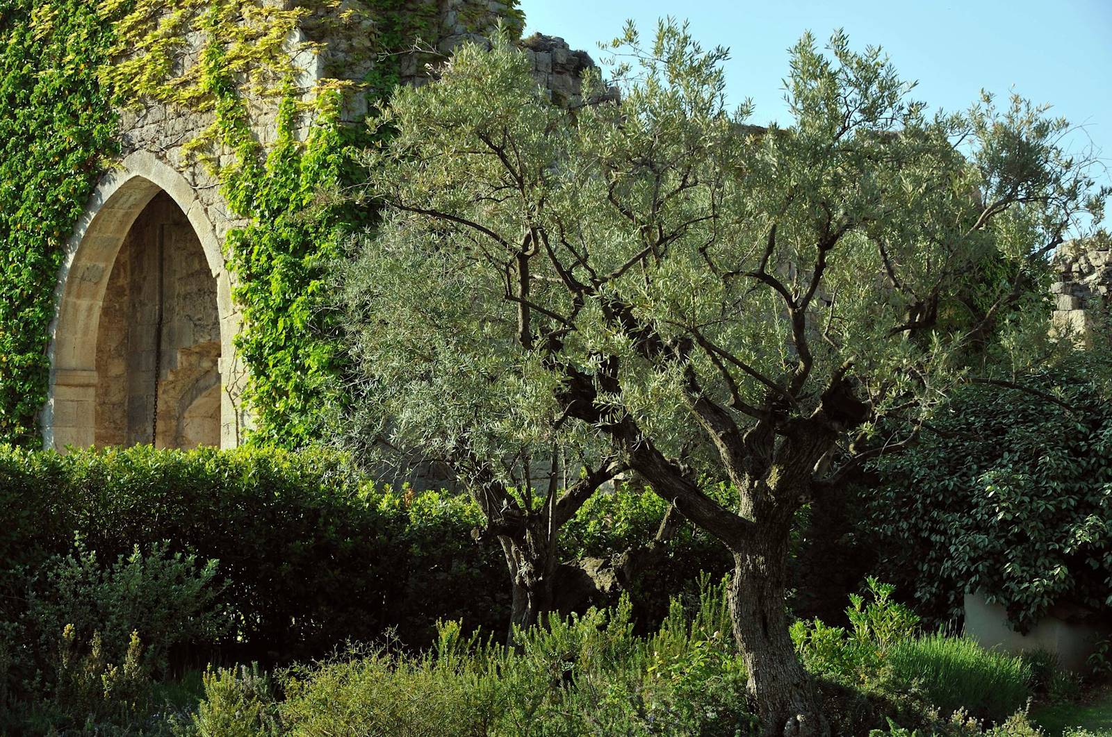 旺斯 Château Saint-Martin & Spa 聖殿騎士時期遺跡與橄欖樹