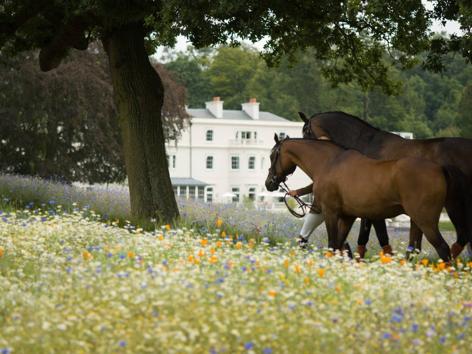 Coworth Park 草原上的馬匹與主館