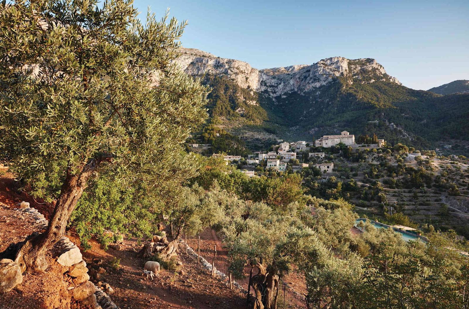 La Residencia 周邊橄欖樹山坡與特拉蒙塔納山脈