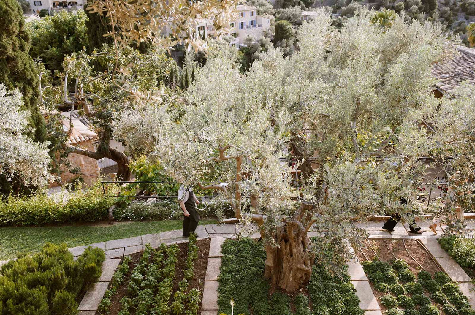 La Residencia 橄欖樹花園與菜圃