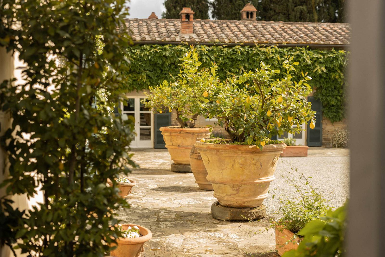 Villa di Piazzano 檸檬庭院的陶盆檸檬樹