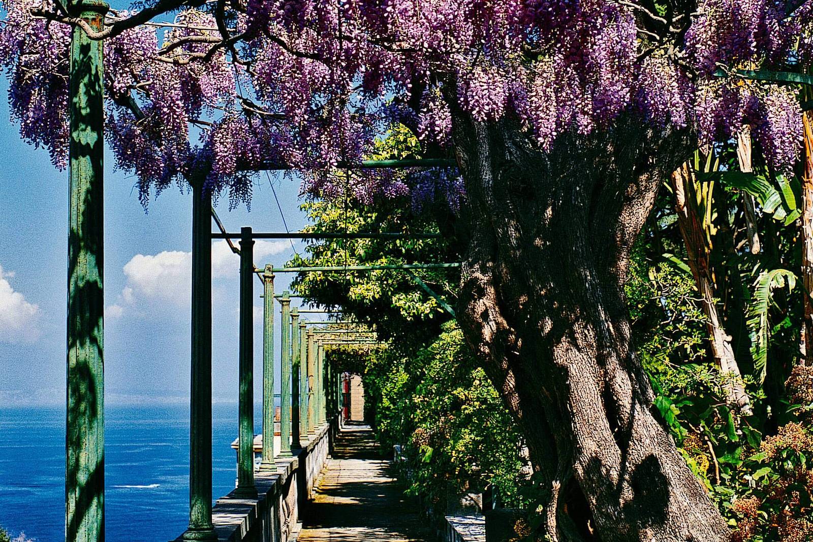 Grand Hotel Excelsior Vittoria 紫藤花廊與海景