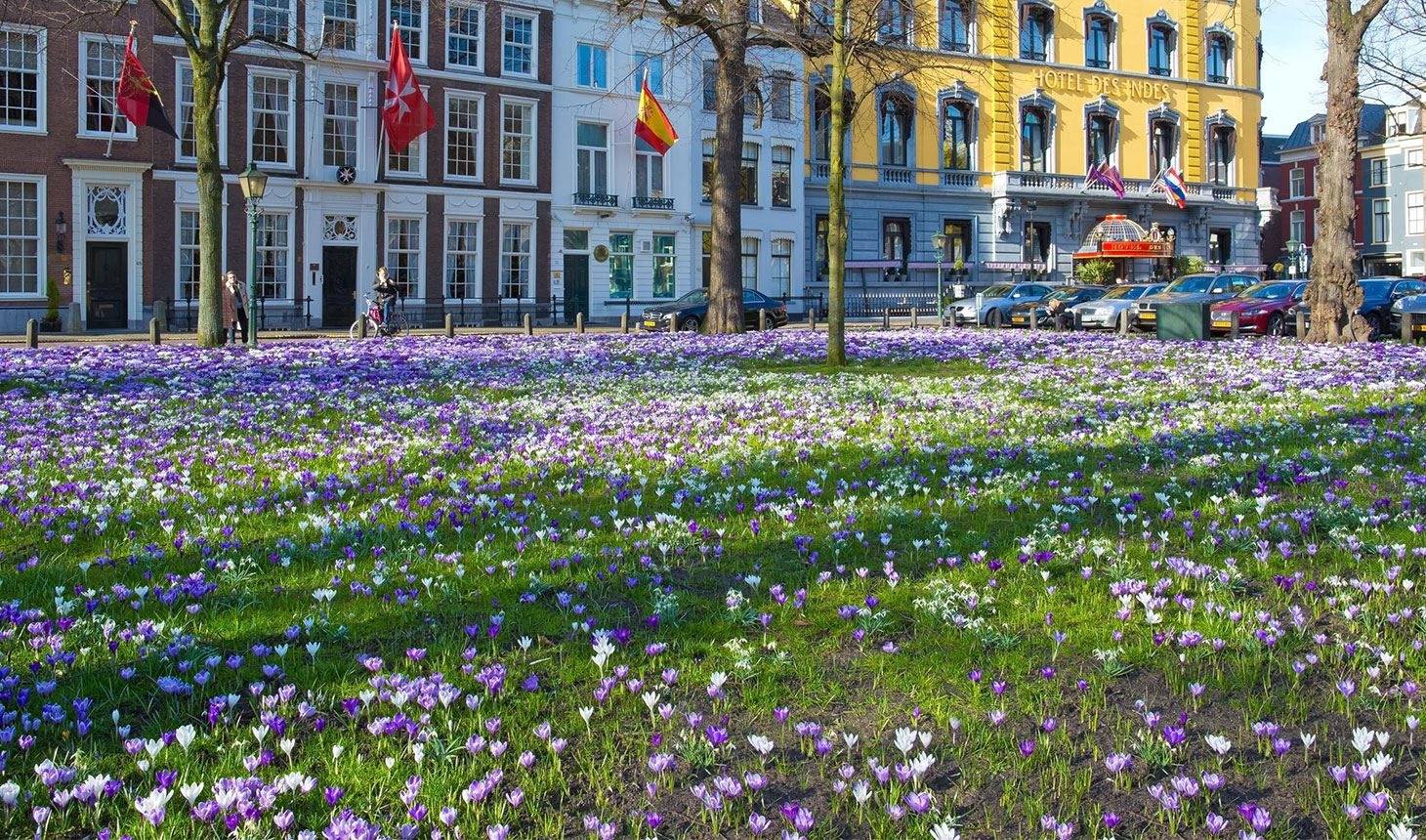 海牙 Lange Voorhout 春天的番紅花草地