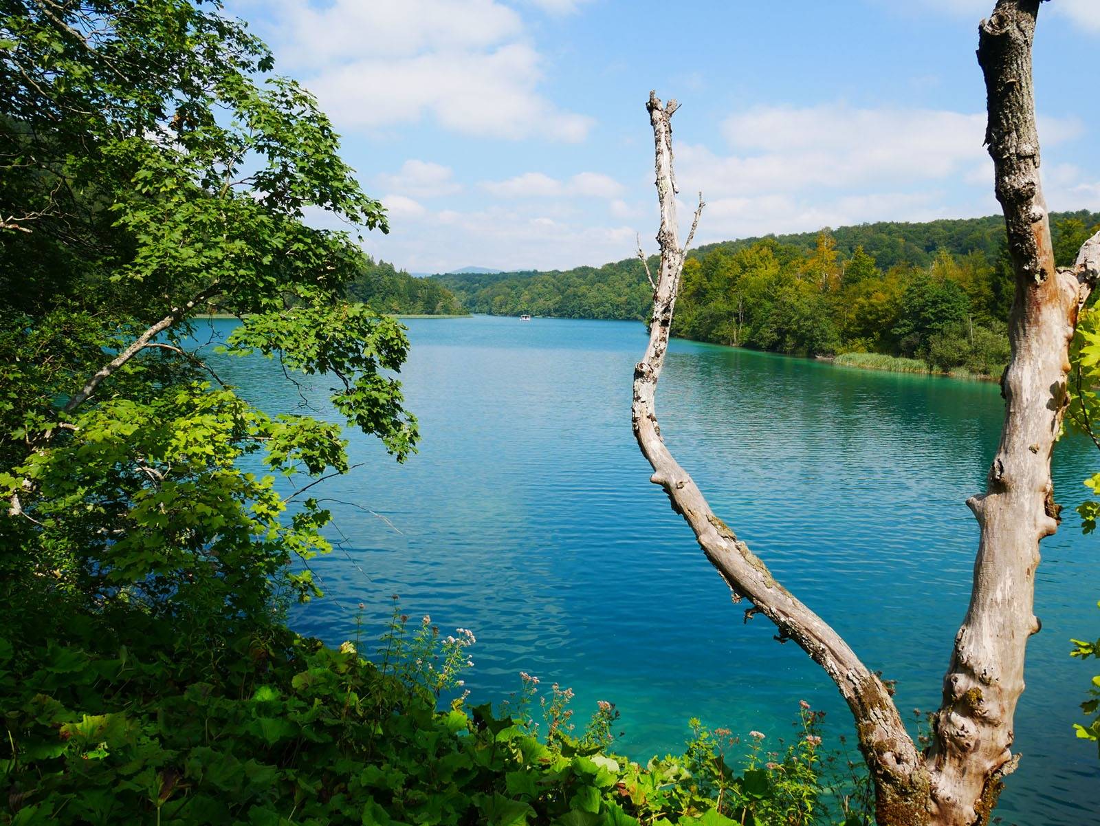 十六湖國家公園 Kozjak 湖湛藍湖水與林岸