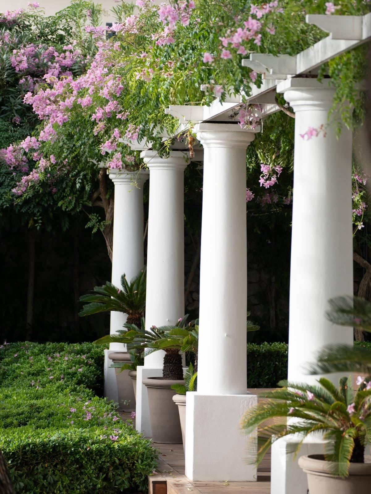 卡布里 J.K. Place Capri 花園裡的白色廊柱與九重葛