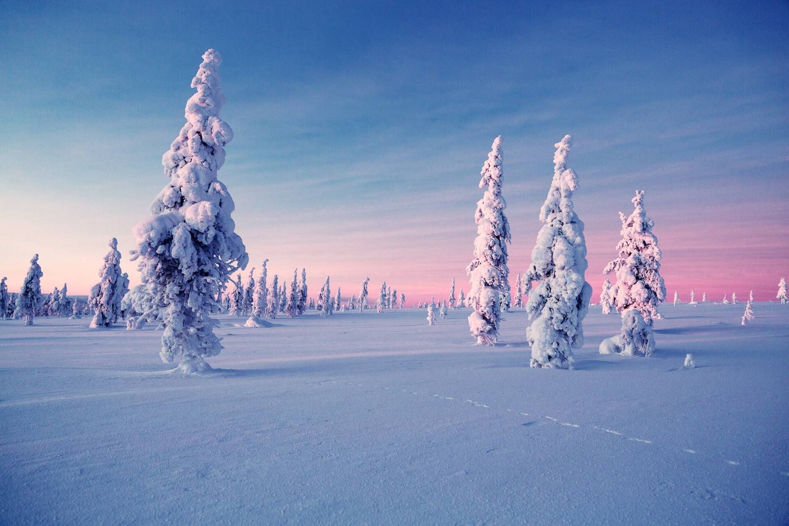 Kakslauttanen Arctic Resort 周邊覆雪的樹林與雪原
