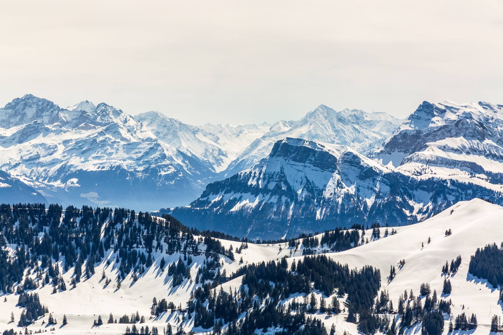 白雪覆蓋的山稜與針葉林