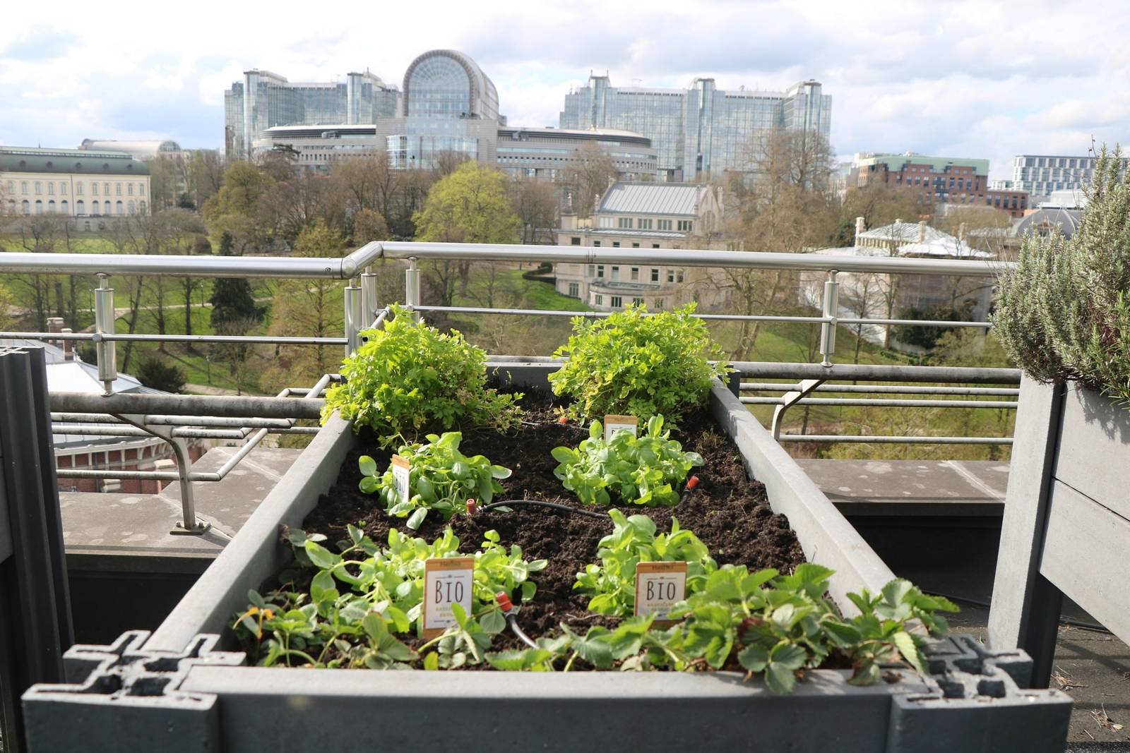 布魯塞爾 Sofitel Brussels Europe 屋頂香草花園